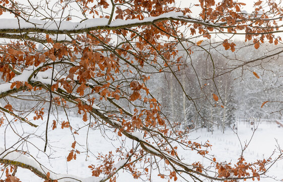 Snow-laden oak branches hold brown leaves against a soft, snowy forest backdrop, capturing the quiet transition between autumn and winter with a calm, frosty, rural landscape mood