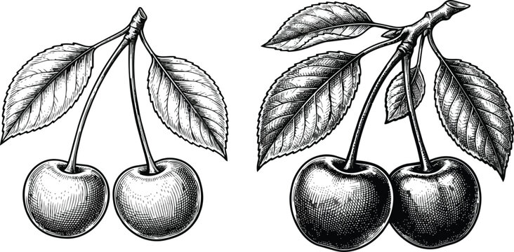 Detailed vintage woodcut style ink illustration showing two ripe cherry clusters rendered on transparent background