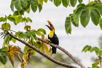 Keel-billed toucan tossing food into open beak in Costa Rica © Kristina