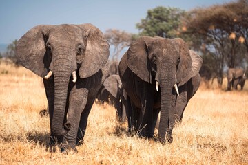 Elephant Herd Walking Across Open Plains, Tanzania Safari, East Africa © Kia