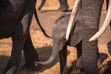 Baby Elephant Standing Between Adults, Tanzania Safari, East Africa © Kia
