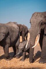Elephant Herd Walking Across Open Plains, Tanzania Safari, East Africa © Kia