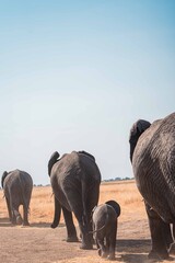 Elephant Herd Walking Across Open Plains, Tanzania Safari, East Africa © Kia