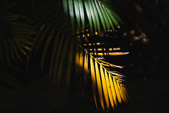 Sunlight filters through layered palm fronds, casting dramatic shadows across golden and green leaves. Moody botanical close-up highlighting texture, contrast and tropical atmosphere in a dark nature