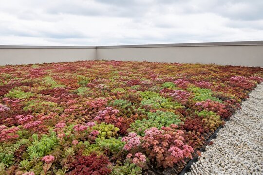 Sedum green roof flowering across the top of a low building