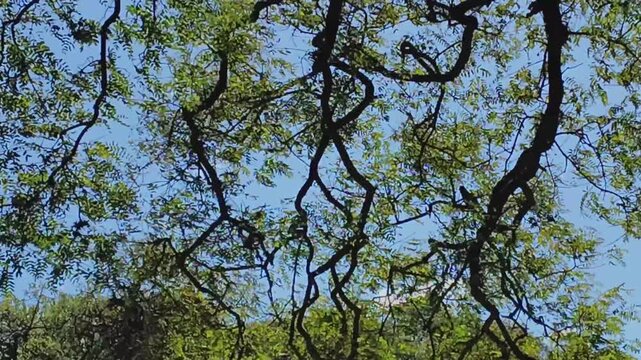 A dense patch of green foliage with various shades of leaves moving by the wind, capturing the richness of plant life and natural textures in a park setting.