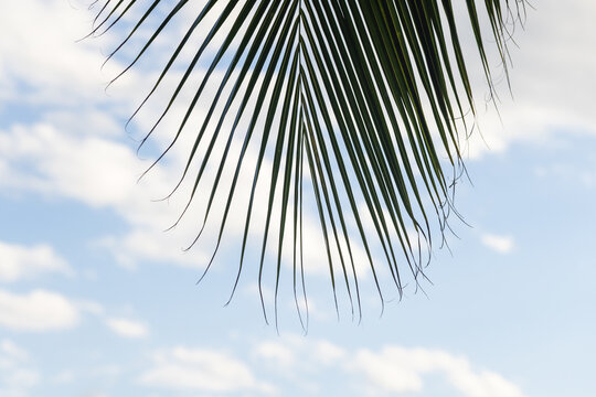 Overhanging palm frond silhouetted against a clear blue sky with soft white clouds, evoking tropical, relaxed summer vibes and natural simplicity perfect for travel, nature, and vacation designs