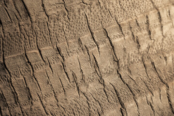 Fototapeta premium Detailed close-up of a palm tree bark texture showing cracked, weathered brown wood with deep lines and natural grain. Macro composition ideal for backgrounds, nature projects, design and textures