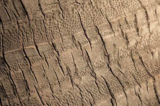 Detailed close-up of a palm tree bark texture showing cracked, weathered brown wood with deep lines and natural grain. Macro composition ideal for backgrounds, nature projects, design and textures