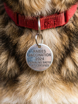 Dog Collar with Rabies Vaccination Certificate Tag Around Canine Neck