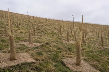 Obraz premium Young tree whips in spiral guards across a new woodland planting