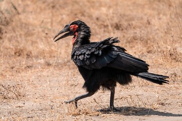 Southern Ground Hornbill Close-Up Portrait, Tanzania Safari, East Africa © Kia