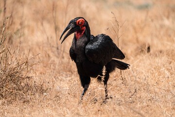 Southern Ground Hornbill Close-Up Portrait, Tanzania Safari, East Africa © Kia