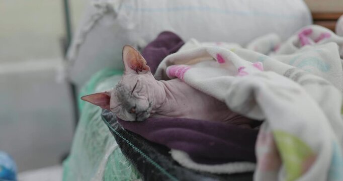 Cat sleeping under blanket in a cozy room in the morning