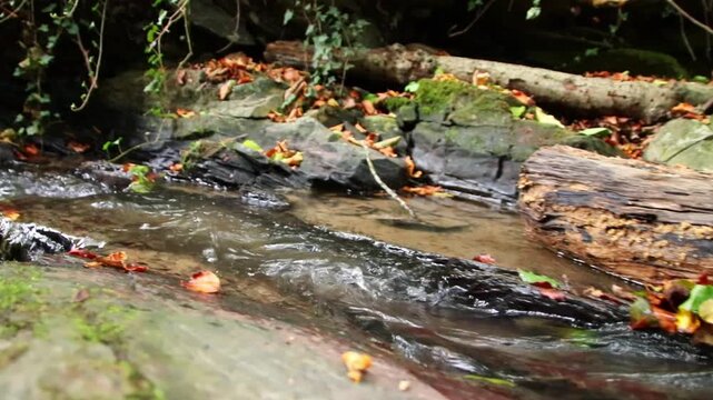 A tranquil little mountain stream flows through a slate gorge as healthy ecosystem and idyllic hiking path through mountain gorge cascade river flow or slate gorge cascade creek flow.