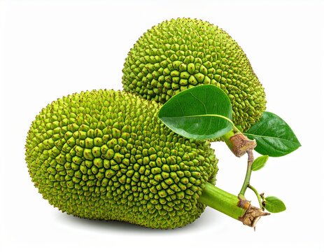 Fresh Green Mango Fruit with Leaves Isolated on White Background, Tropical Healthy Food from Nature, Organic Agriculture and Fresh Ripe Fruit Concept