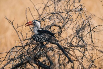 Red-Billed Hornbill Perched in Thorny Branches, Tanzania Safari, East Africa © Kia