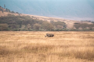 Rhinoceros Walking Across Dry Savanna, Tanzania Safari, East Africa © Kia