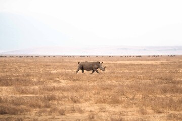 Rhinoceros Walking Across Dry Savanna, Tanzania Safari, East Africa © Kia