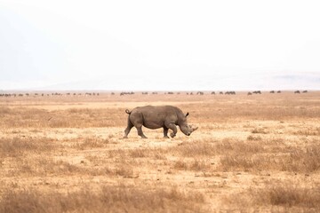 Rhinoceros Walking Across Dry Savanna, Tanzania Safari, East Africa © Kia