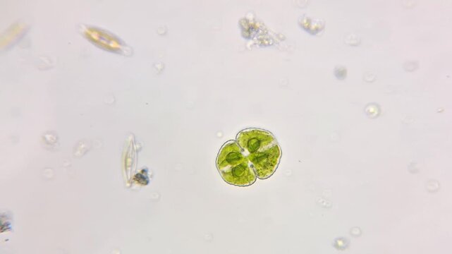 Microscope view of Cosmarium green algae and diatom in freshwater micro ecosystem