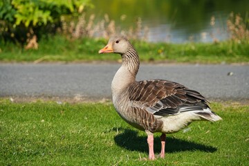 The greylag goose (Anser anser) is a species of large goose in the waterfowl family Anatidae. © Mariusz