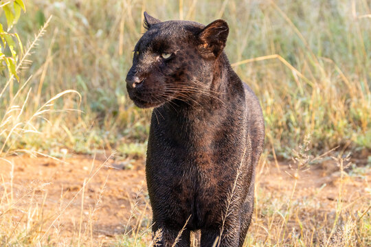 View of Giza the melanistic black leopard standing in the dry savanna grass in Laikipia, Kenya.