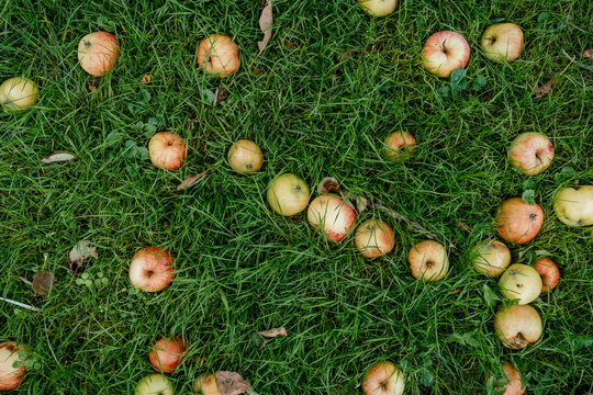 View of ripe apples scattered on lush green grass in an orchard in Riga, Latvia.