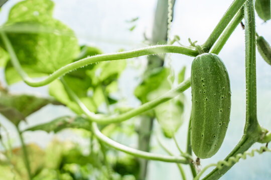 View of a fresh green cucumber growing on a vine inside a greenhouse in Riga, Latvia.