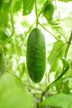 View of a fresh green cucumber hanging on a vine in a garden in Riga, Latvia.
