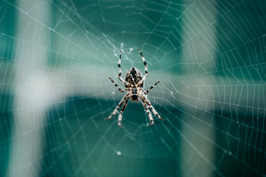 View of a orb-weaver spider resting on its intricate web against a blurred green background in Riga, Latvia.