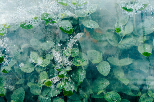 View of fresh green mint leaves covered by a layer of plastic with condensation droplets