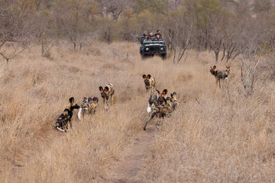 View of a pack of African wild dogs, also known as painted wolves, walking through the dry savanna grass with a safari vehicle in the background in South Africa.