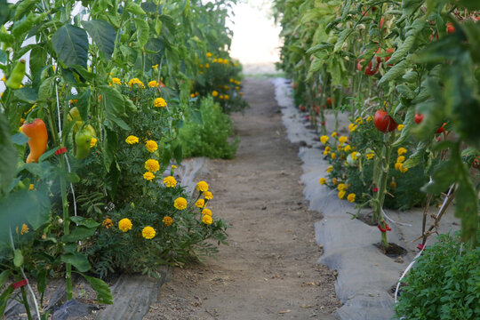Marigold flowers growing alongside plants in a vegetable garden, traditional companion planting for natural pest management and sustainable home gardening