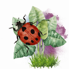 ladybug on green leaf © Abdul