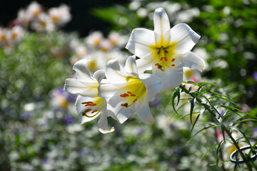Lilies in bloom in the garden, Métis, Québec, Canada © Claude Laprise