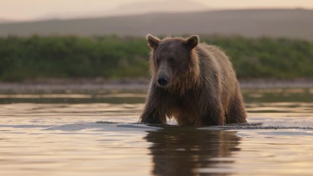 brown bear on the river