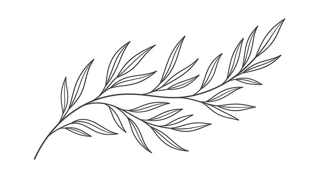 Detailed outline drawing of a leafy plant branch showing intricate leaves in black and white with botanical graphics monochrome illustration