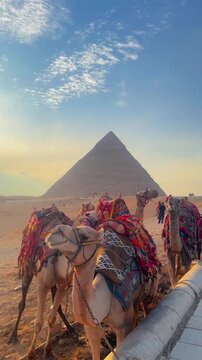 camels in the desert