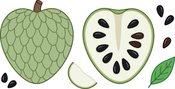 Flat line art vector design of anon fruit custard apple or soursop showing natural organic textures for healthy food concepts