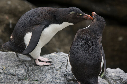 Mutual preening between two rockhopper penguins on South Georgia Island