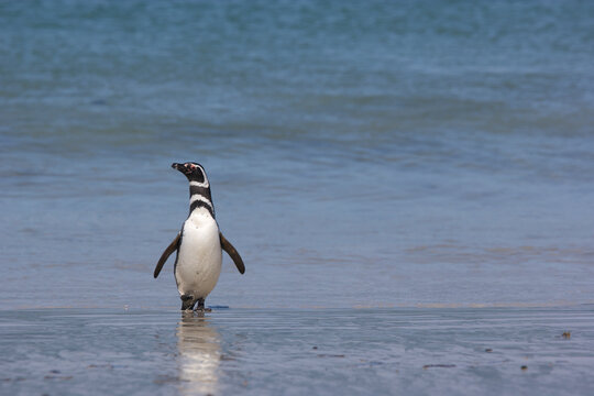Magellanic penguin walking on a beach on the Falkland Islands