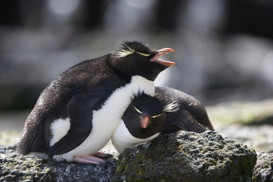 Rock Hopper penguin calling next to his mate on South Georgia Island