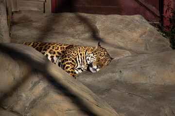 Close-up of a leopard © SCREAM