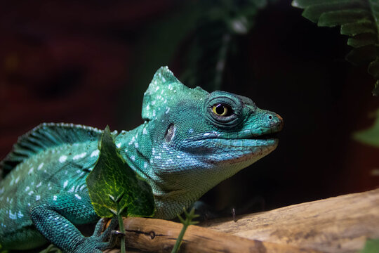Close-up of a green lizard