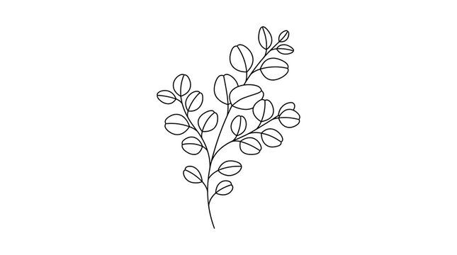 Minimalist line art drawing of a eucalyptus branch with round leaves