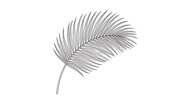 Black and white line art illustration of a single palm leaf