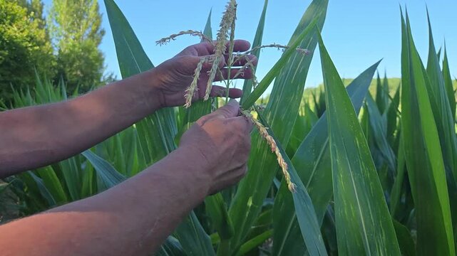 Agriculteur examinant la panicule m&acirc;le d&rsquo;un plant de ma&iuml;s dans un champ agricole
