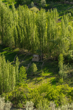 View of a small stone house nestled among tall, slender trees in the lush, terraced landscape of Machlu, Gilgit, Pakistan.