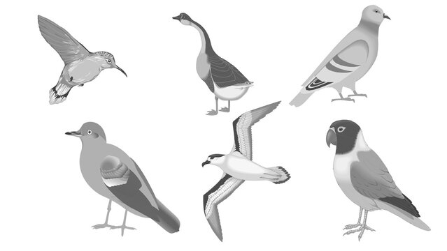 Various bird species collection vector illustration set